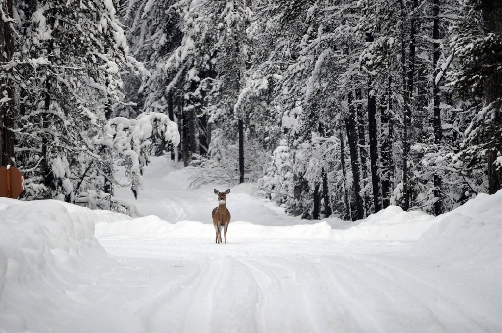 montana_deer_snow